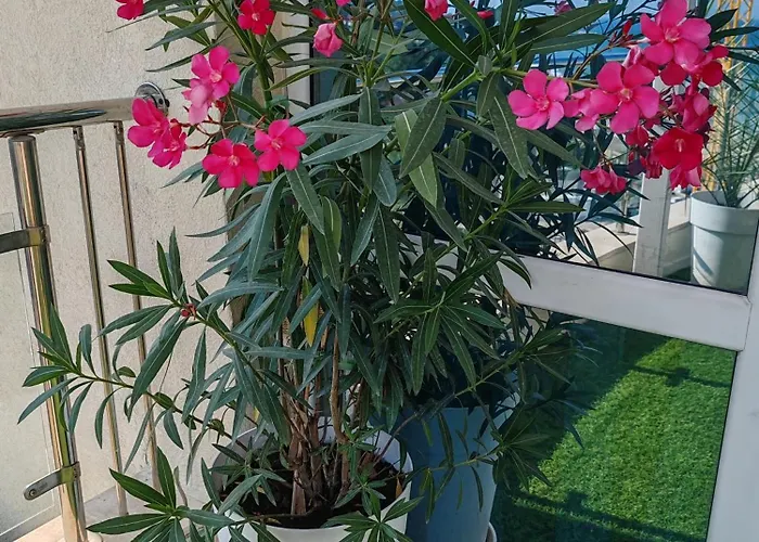 Kabakum Sea Romantica Lejlighed *