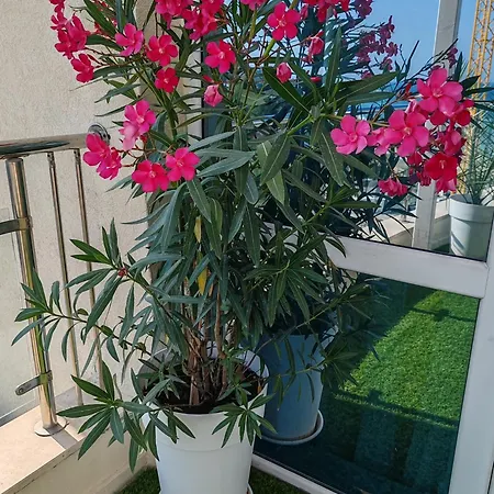 Kabakum Sea Romantica Apartment *